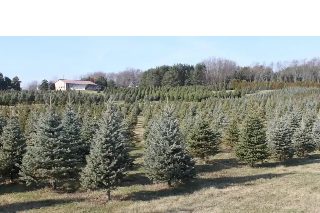 A Christmas tree farm with a barnhouse at Stumpf's Tree Farm at Cedarburg