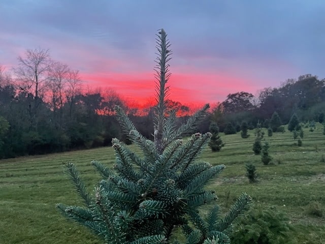 A closeup of a small pine tree with tiny pine cones at the Sugar Creek Tree Farm in Burlington