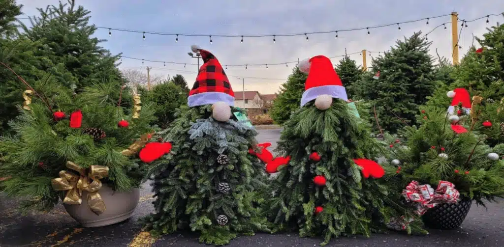 Christmas trees fancily decorated as gnomes at Inspiration Acres.