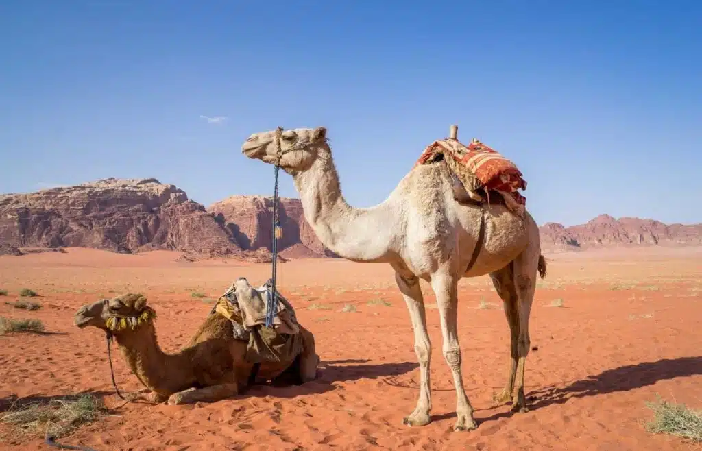 Two camels with blankets on their backs and waiting for their riders 
