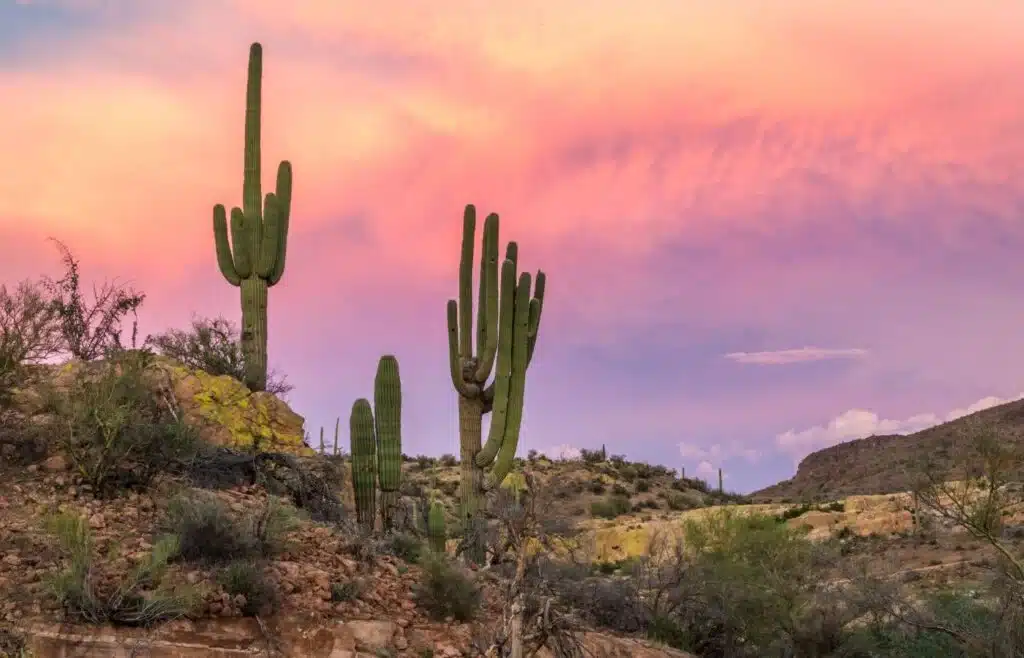 Rugged terrain with saguaro cacti with overcast skies