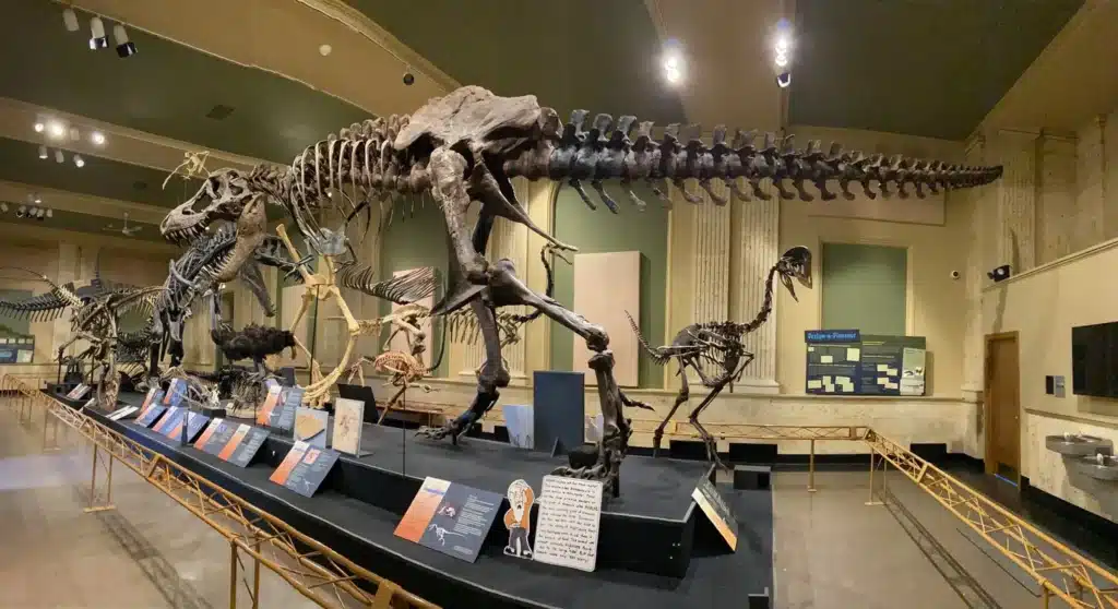Large dinosaur skeletons displayed in the Dinosaur Discovery Museum’s main gallery in Kenosha.