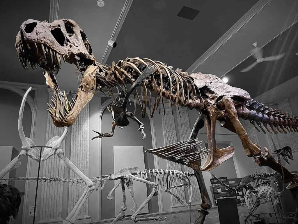 Close-up of Stan the T. rex skeleton displayed at the Dinosaur Discovery Museum.