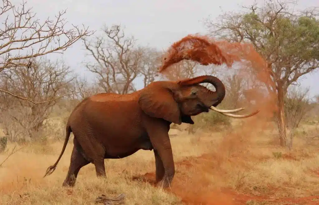 Elephant tossing red dust over body