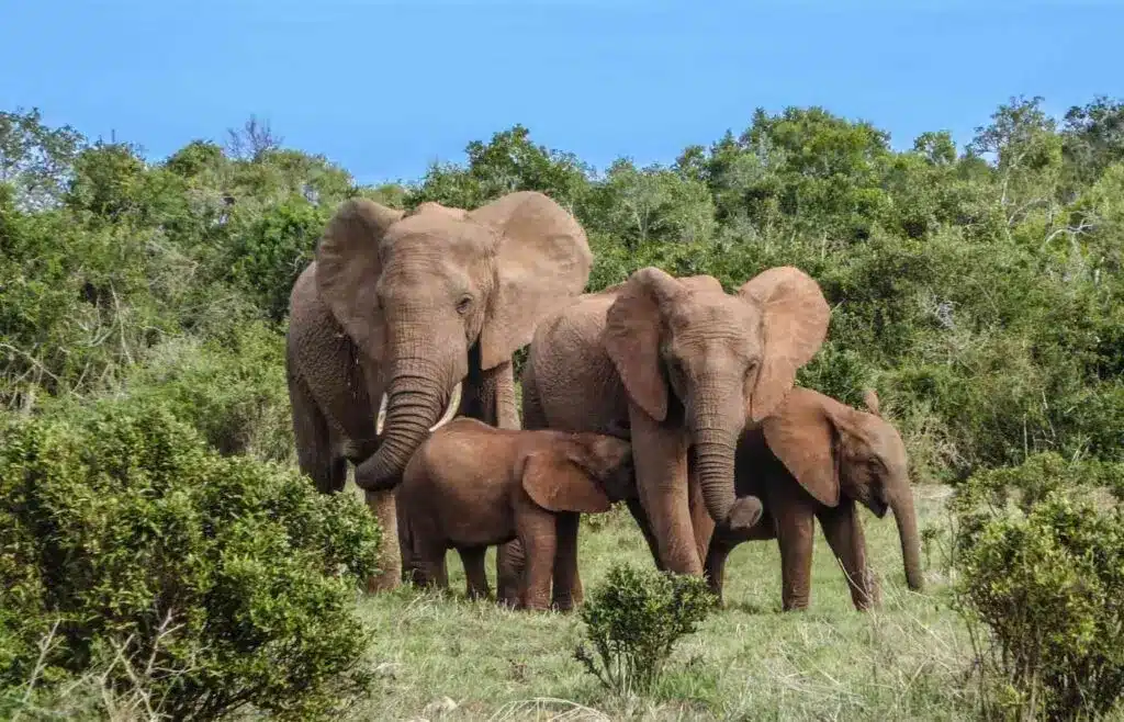 Elephant family standing together with young calves
