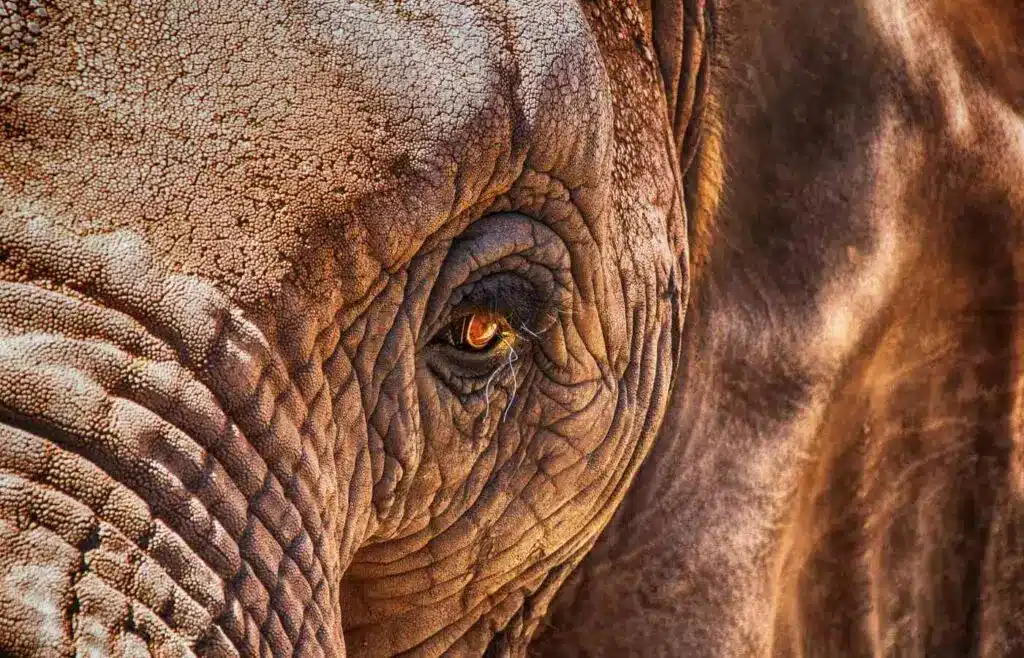 Close-up of elephant eye and wrinkled skin