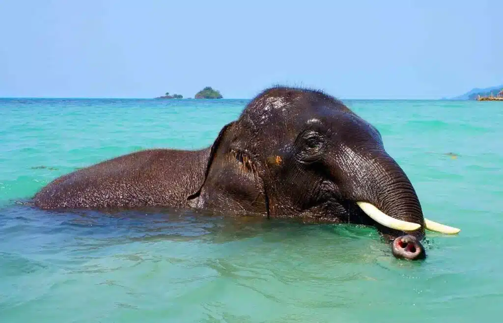 Elephant swimming in ocean using trunk as snorkel