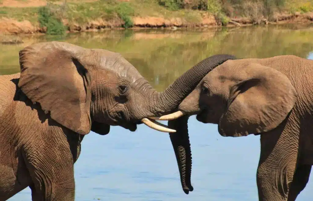 Two elephants touching tusks near a river