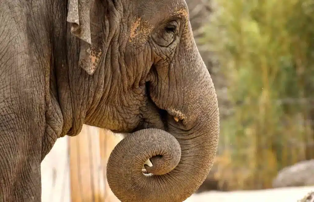 Elephant curling trunk near mouth