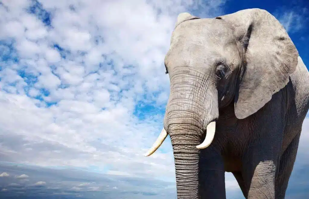 Large adult elephant standing under blue sky