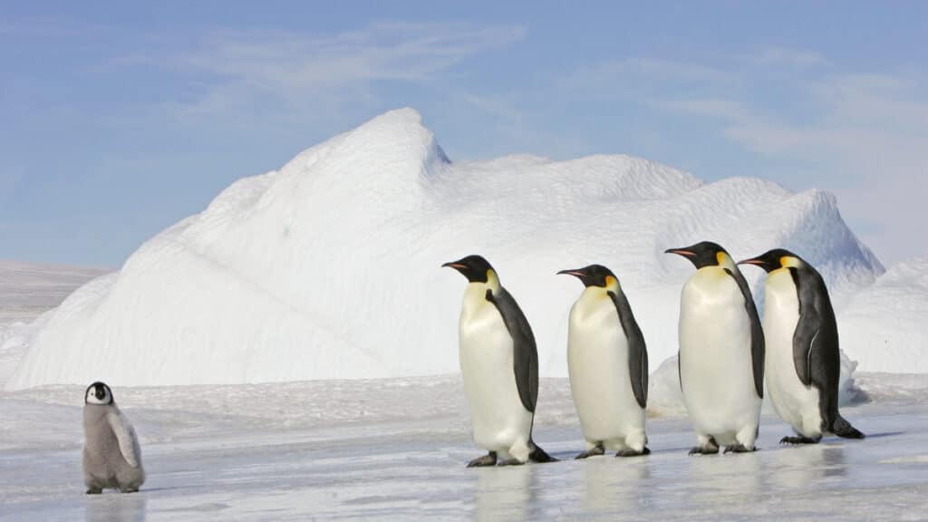 Pod of penguins - emperor penguin trivia for kids