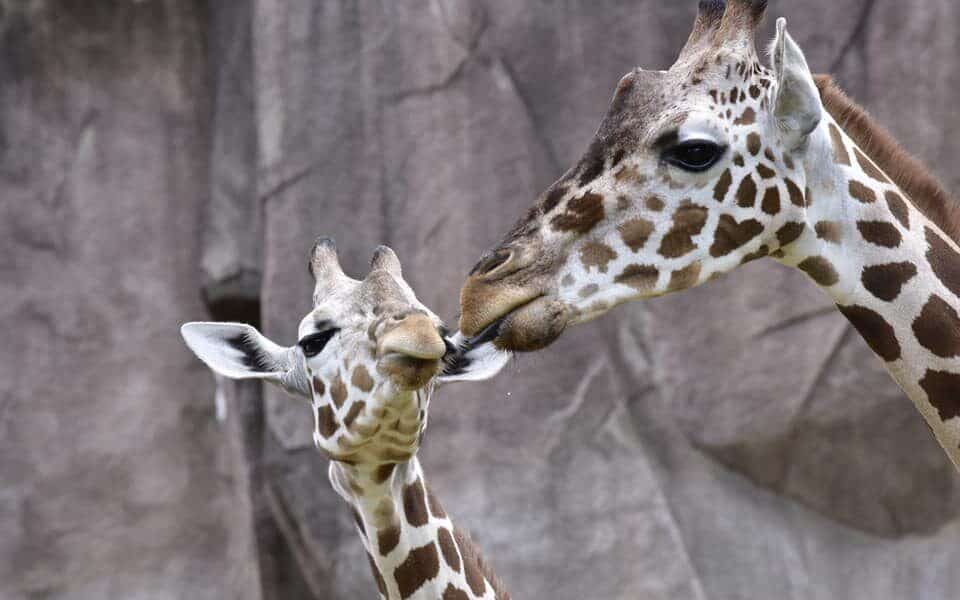 A mother giraffe and her calf is a famous Milwaukee attraction at the Milwaukee County Zoo.