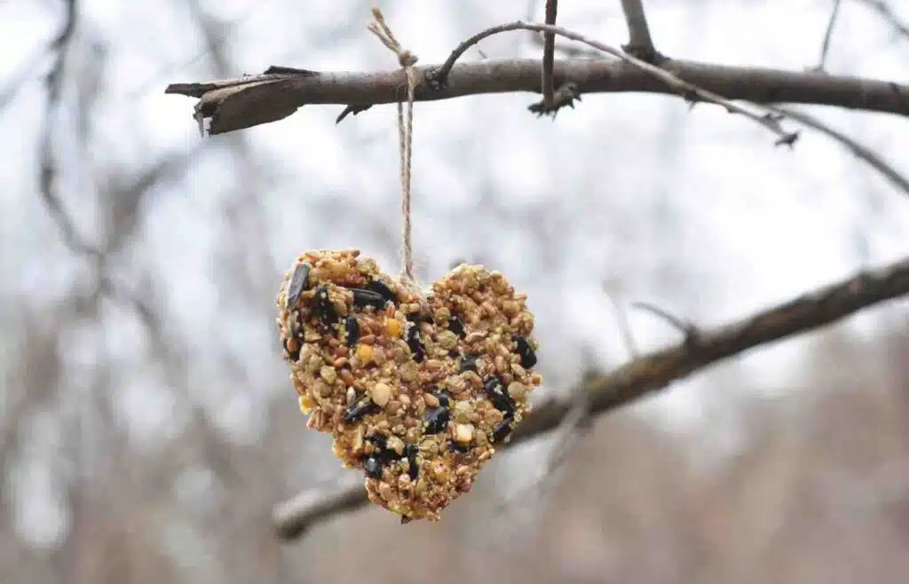 Heart-shaped bird feeder hanging from a tree branch outdoors