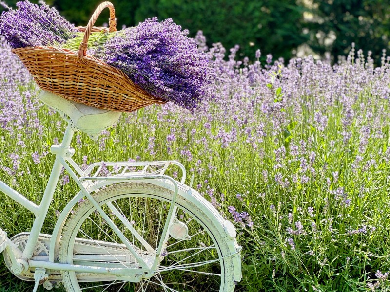 A white bike with a basket full of lavender flowers to symbolize French girl names inspired by nature