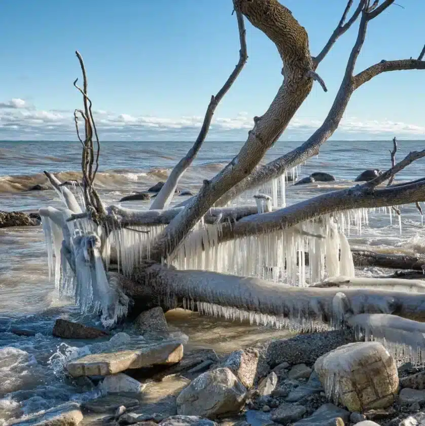 Ice formations on a fallen tree at the Bradford Beach in Lake Michicgan in Milwaukee 