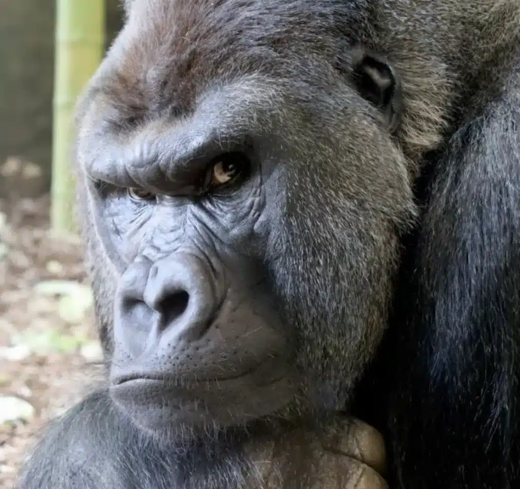 Close-up of a Western lowland gorilla at the Milwaukee County Zoo, showing its expressive face and distinctive brow ridge.