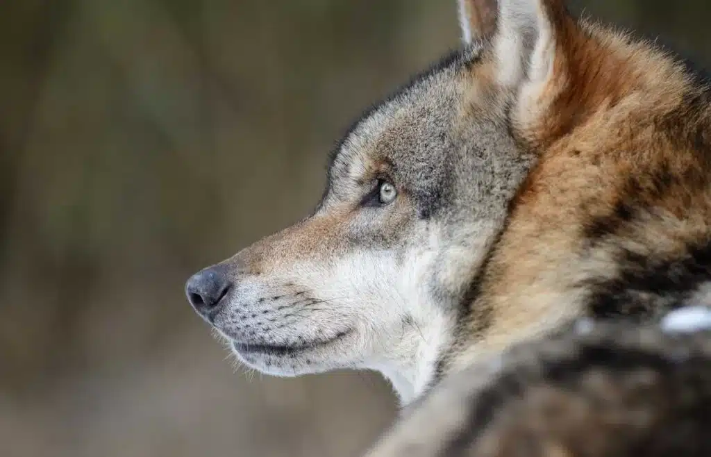 Close-up profile of a grey wolf with focused eyes and thick fur.
