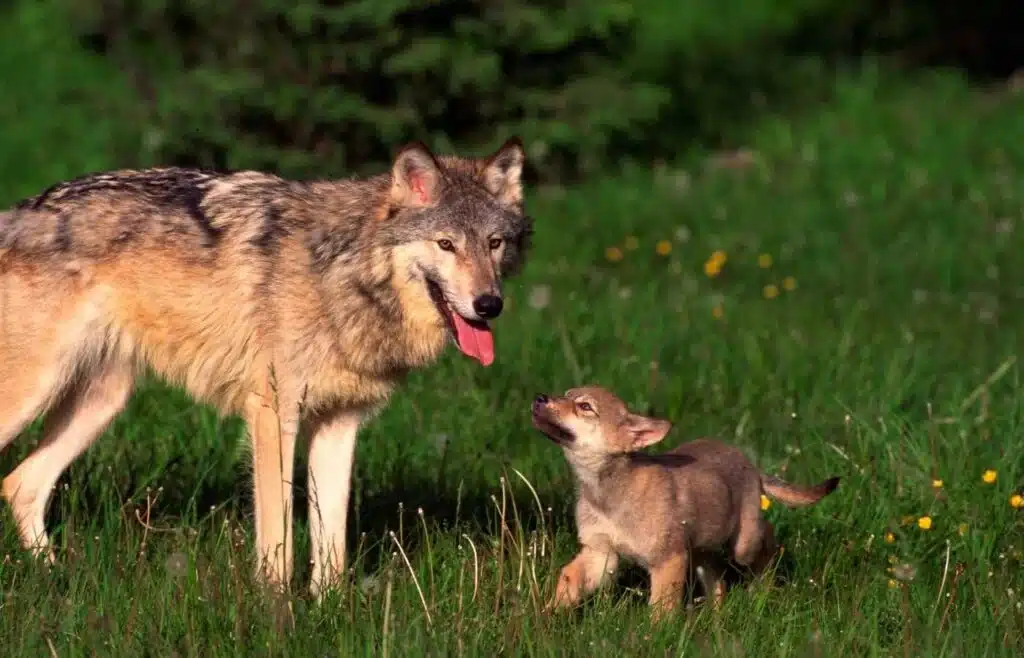 A mother grey wolf stands beside her curious pup, a heartwarming glimpse into pack life.