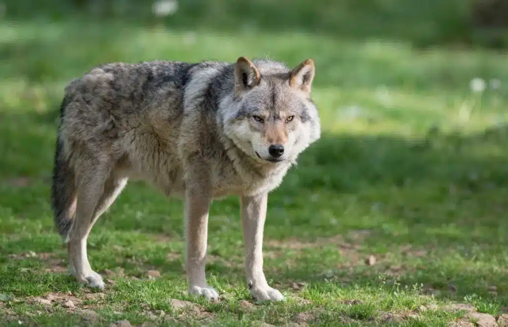 A grey wolf stands alert in the grass, showcasing its powerful build and keen senses.