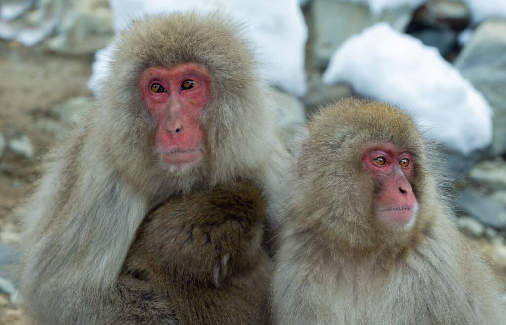 Two Japanese macaques sitting together with red faces - winter facts for kids