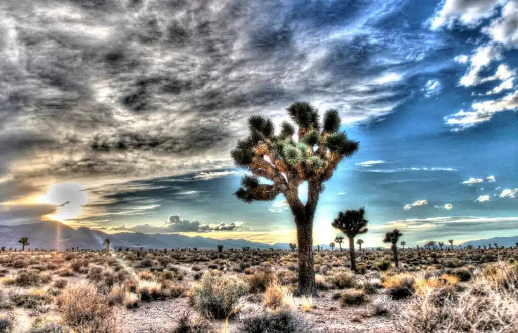 Tall Joshua trees and desert grass in an arid area with the sun rising in the mountains