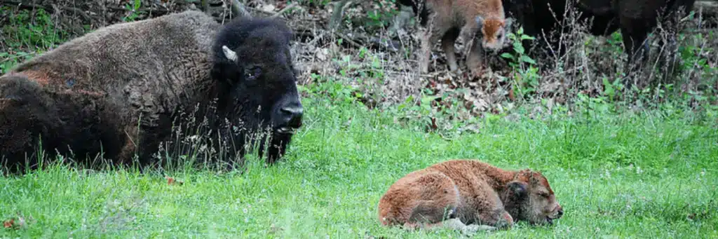 Bison resting in grassy fields at Lone Elk Park in St. Louis