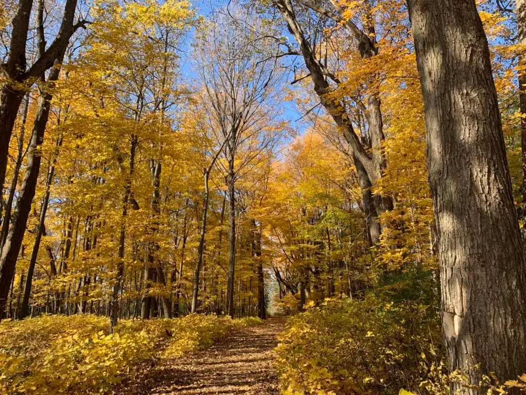 A trail in a forest that is surrounded by tall trees with yellow branches