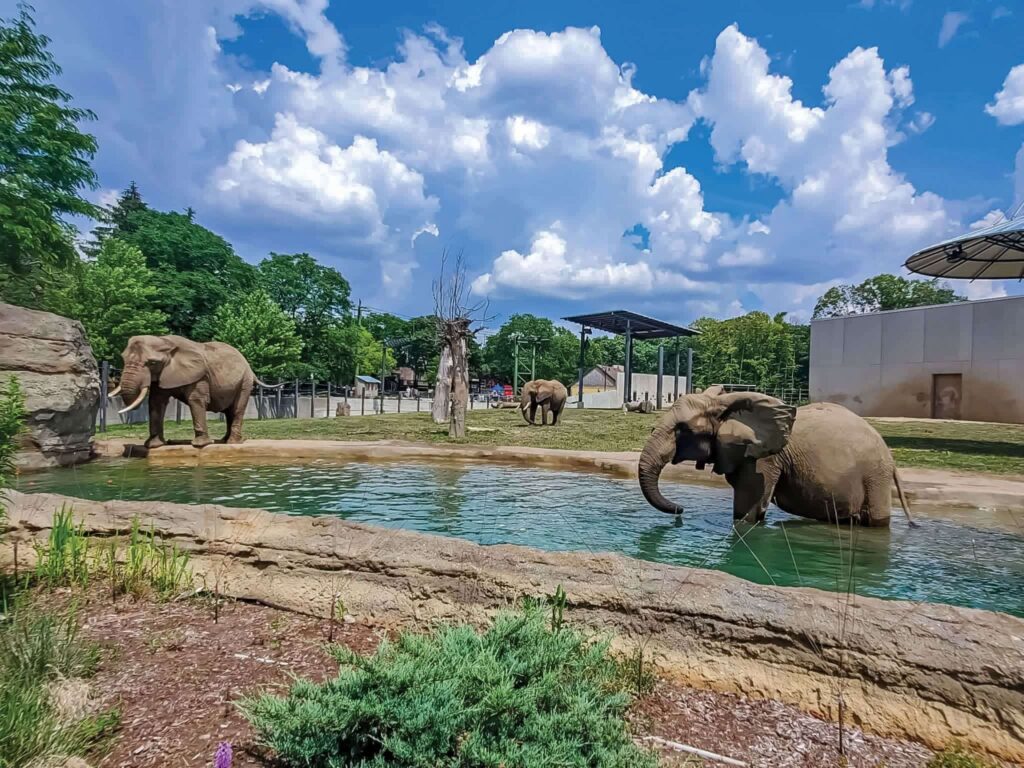 Elephants dipping in the water and basking in the sun at the Milwaukee County Zoo