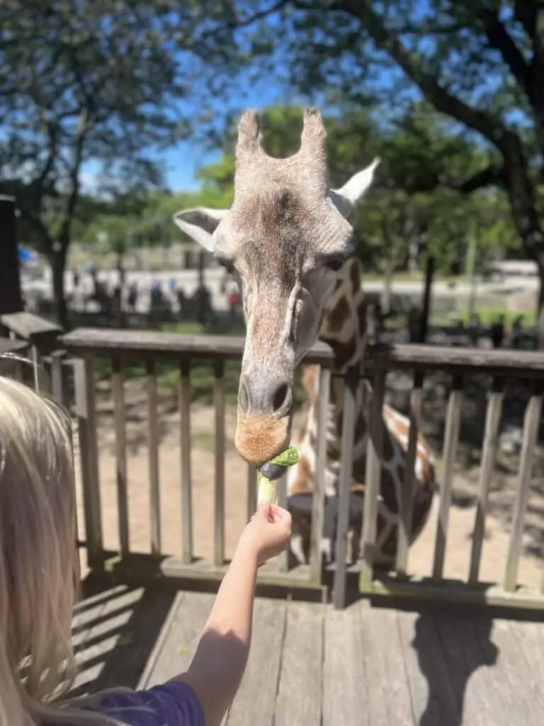 A giraffe being fed a lettuce leaf at Milwaukee County Zoo