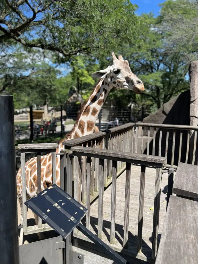 A single giraffee waiting at the viewing deck so it can be fed 