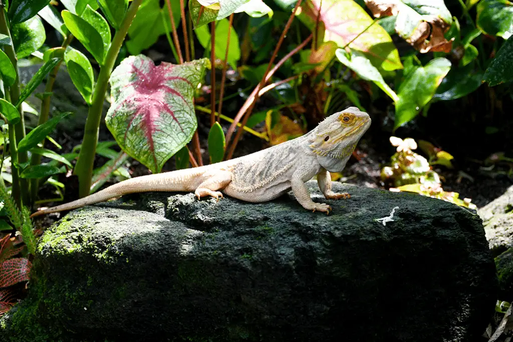 Steve the resident bearded dragon of the Domes in Milwaukee lying on a rock