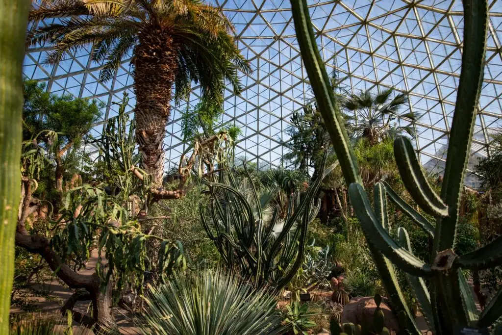 Different kinds of desert plants including cacti and palms on display inside the Mitchell Park Domes Milwaukee