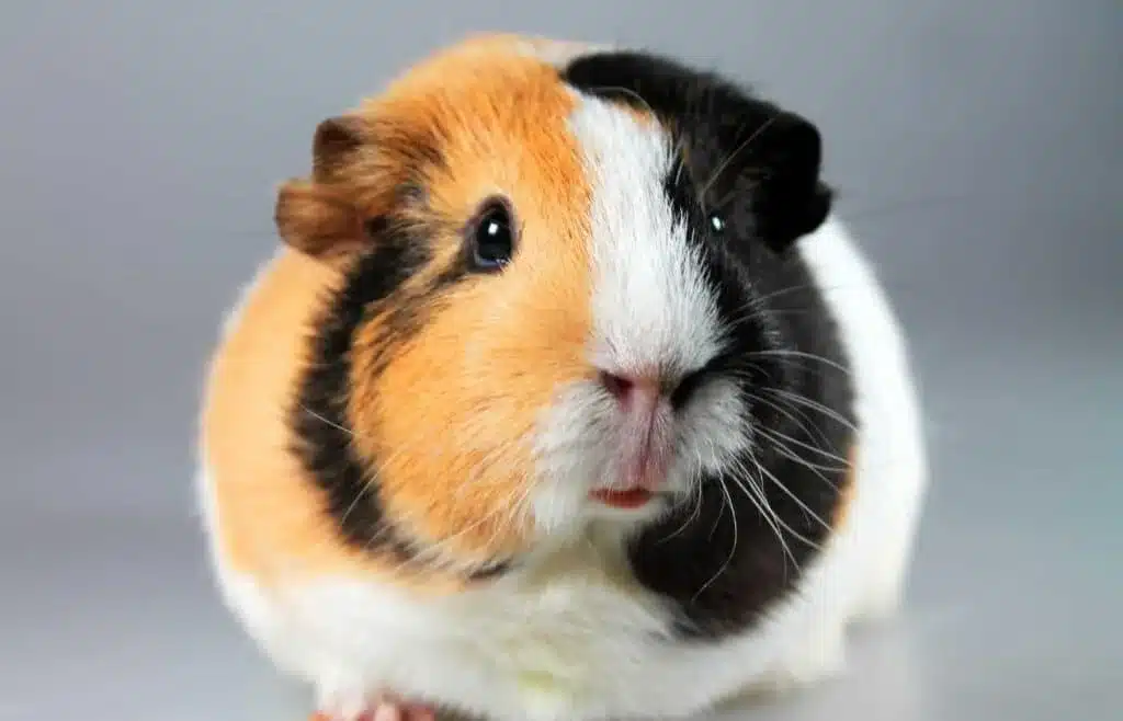Tricolor guinea pig close-up with orange, black, and white fur.