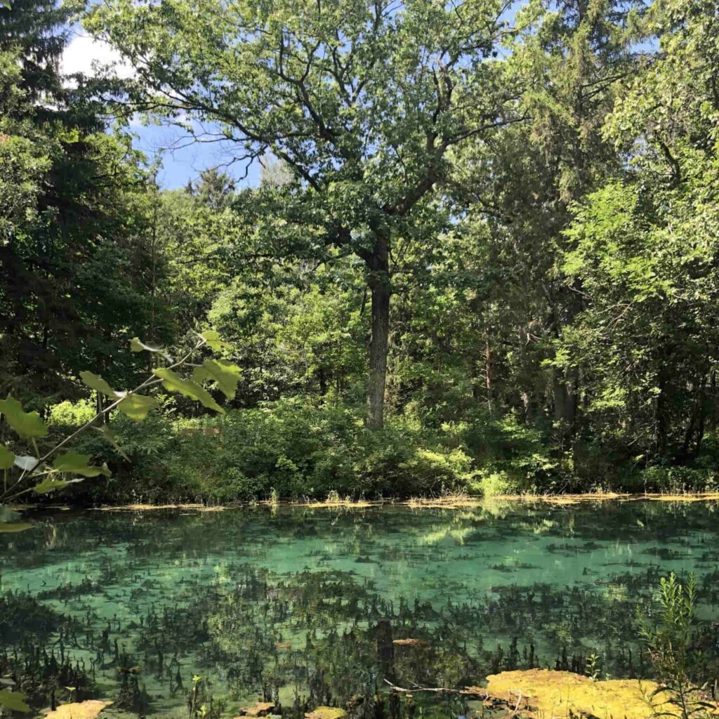 A big tree by the river at the Paradise Springs Nature Area