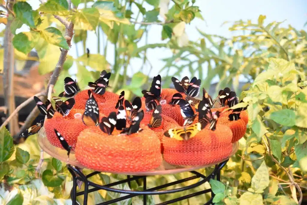 Live butterflies resting on feeders inside Milwaukee Public Museum vivarium