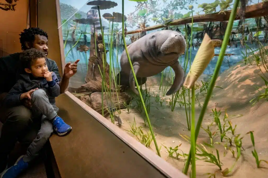 A father is teaching his child information about the manatee