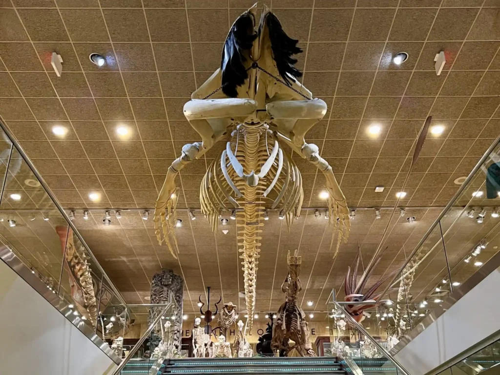 Hebior mammoth skeleton hanging inside Milwaukee Public Museum entrance