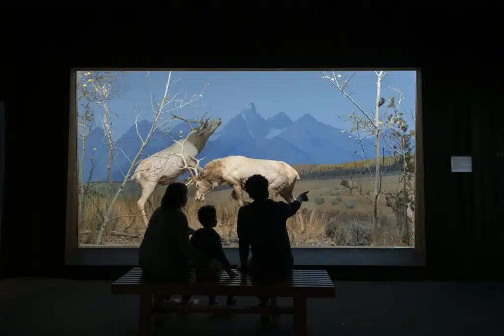 A family is looking at two elks fighting at the Rocky Mountains exhibit at the museum