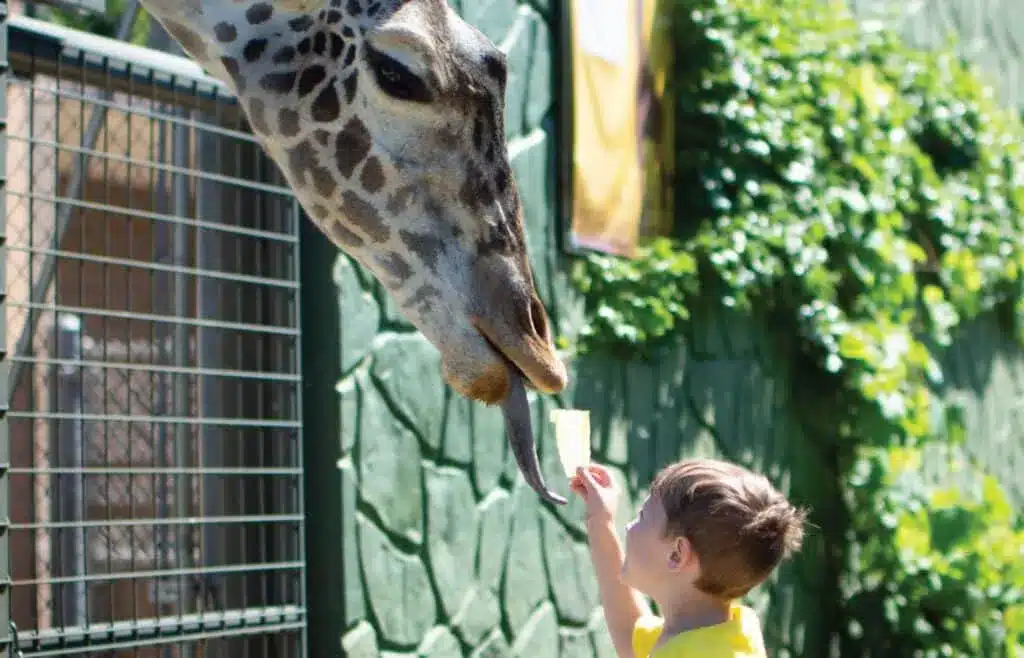 Child feeding a giraffe at Racine Zoo during a family-friendly animal encounter.