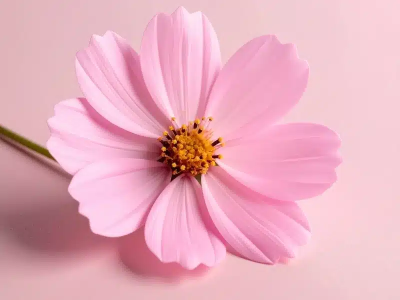 Single pink flower in bloom, representing names that mean flower or blossom