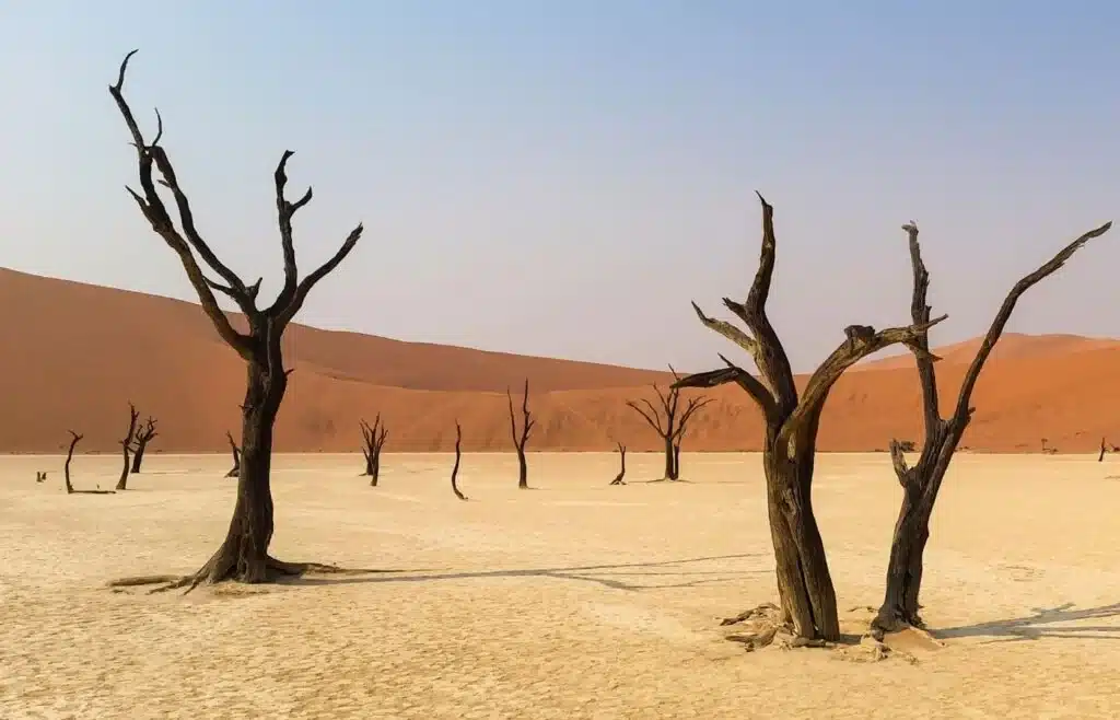 Trees with without leaves in a barren desert landscape and reddish brown mountains