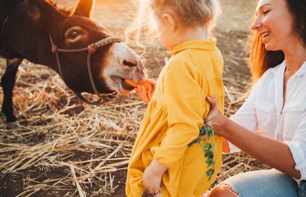 Mom looks at toddler while she feeds a carrot to a friendly donkey.