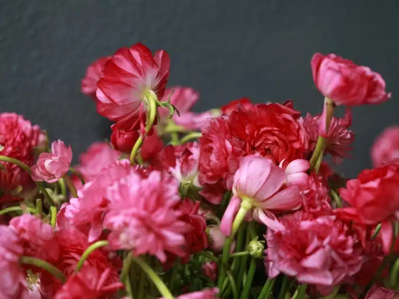 Pink flowers blooming in a meadow, representing floral baby name inspiration.