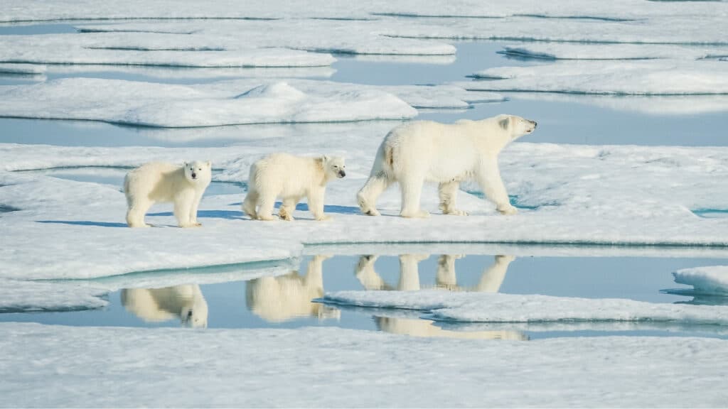 Polar bears walking on snow - polar bear winter trivia