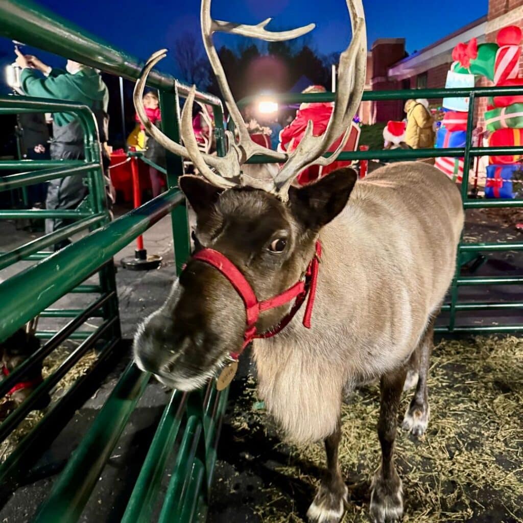 A young reindeer enclosed in a green fence in one of the petting zoos during Christmas.