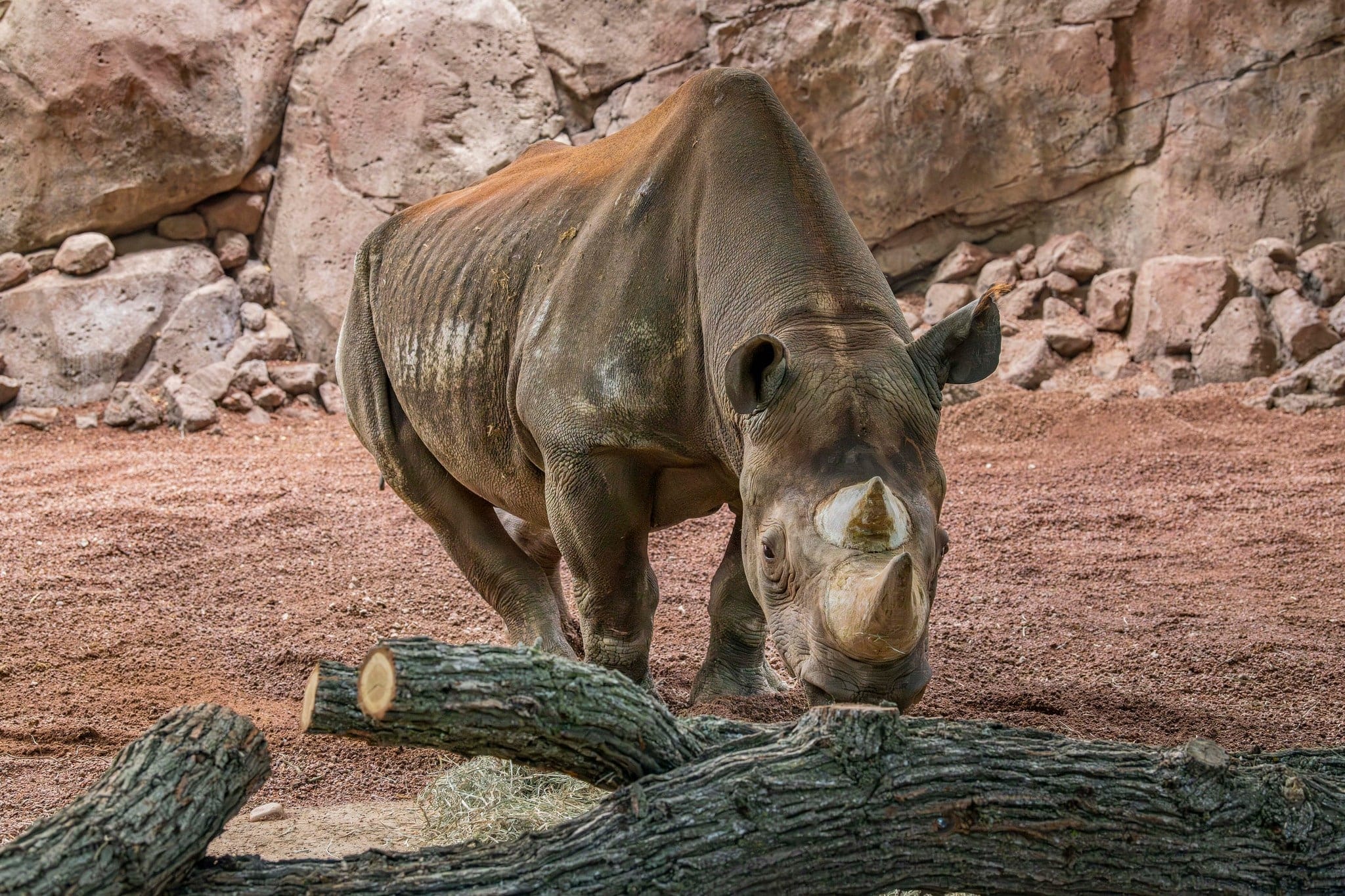 rhino Milwaukee County Zoo-min eastern black rhinocerous at Milwaukee County Zoo