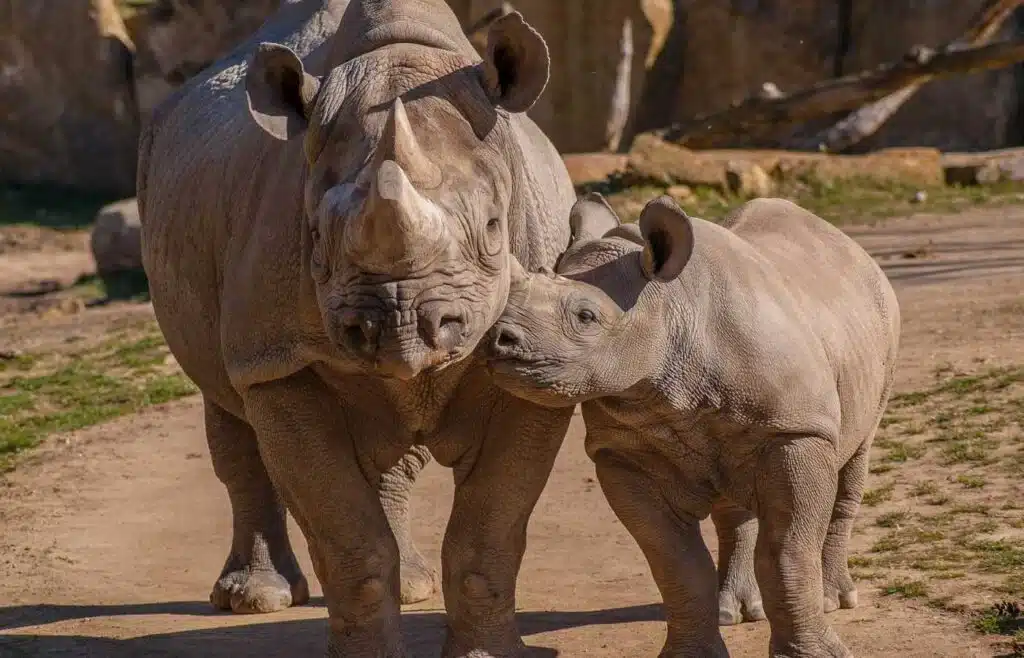 A rhino calf walking together with its mother