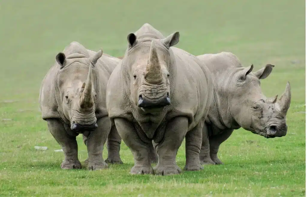 Three young rhinos standing together in the lush grassland