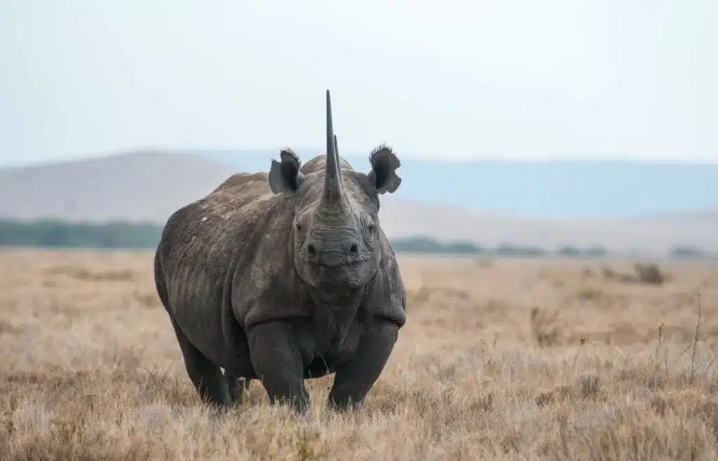 A lone white rhino staring straight into the camera