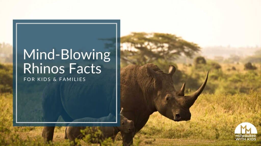 A mother calf and her calf walking in the grasslands of Africa